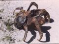 FI Coconut Crab