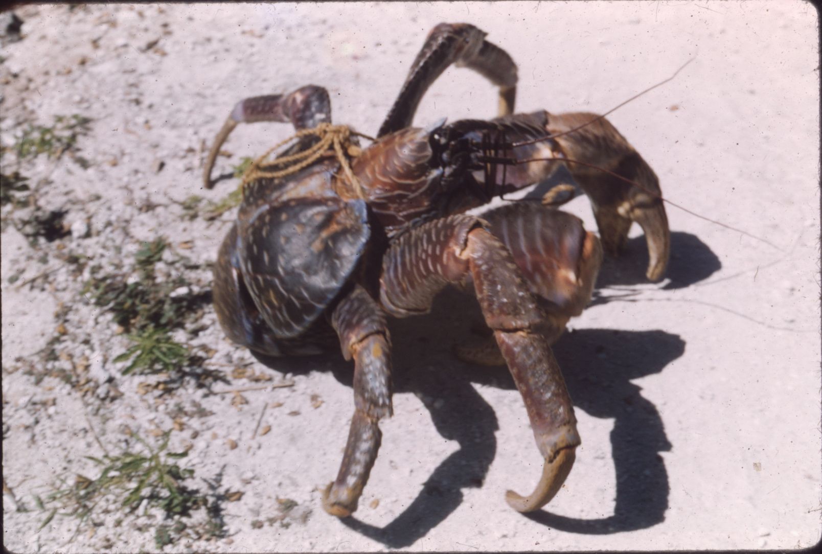 FI Coconut Crab – OTVA Member's Blog